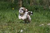 SHIH TZU 325